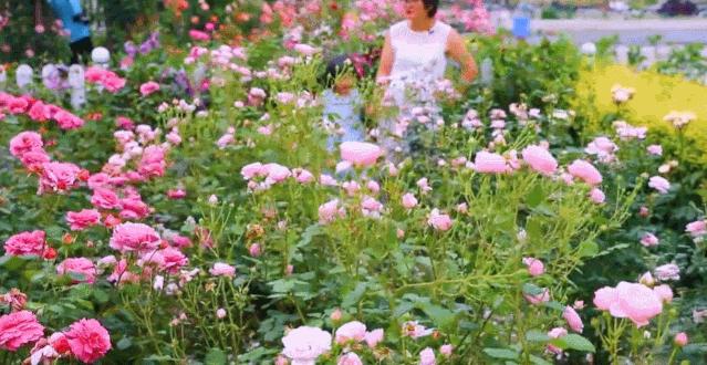 种花12年，她为女儿打造2000平“童话世界”，137万人跟她看春天
