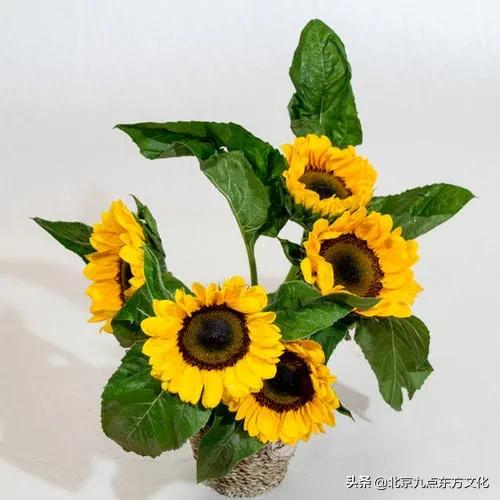 折花逢驿使寄与陇头人的意思,折花逢驿使寄与陇头人谁写的