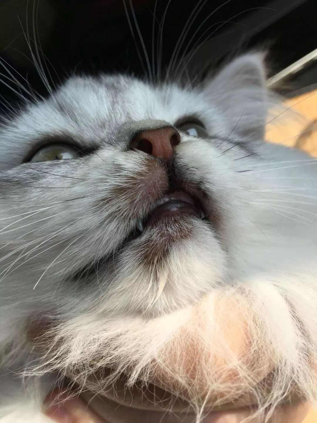 怎么预防猫咪黑下巴,三分钟搞定猫咪黑下巴问题