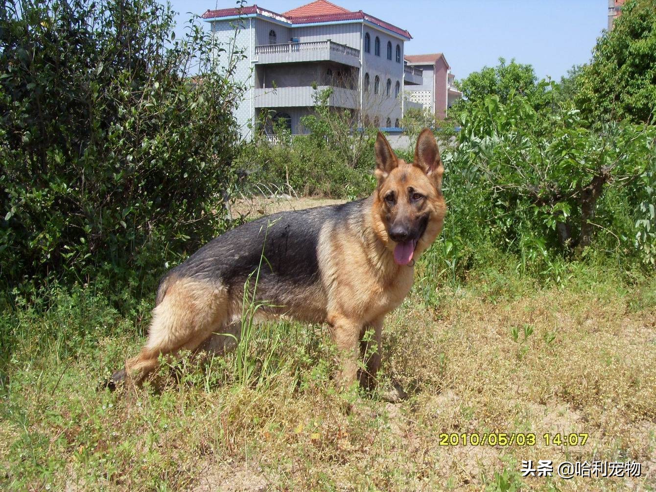 德牧还分两种？同根异枝，东德牧羊犬和西德牧羊