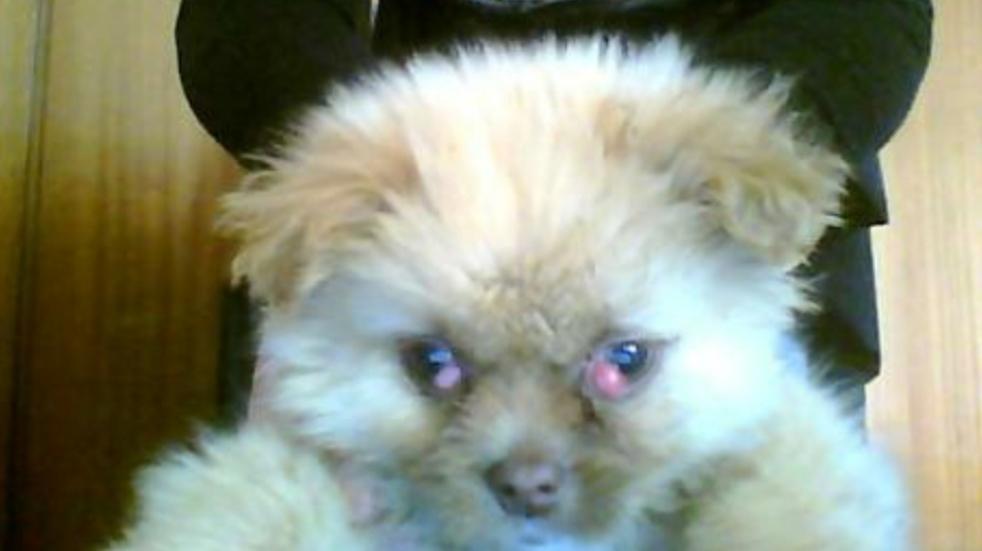 给狗狗做息肉手术,给狗做切除手术