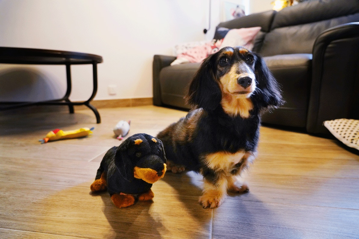 夫妇自驾游遇到狗狗怎么办,夫妻带着狗狗去旅行