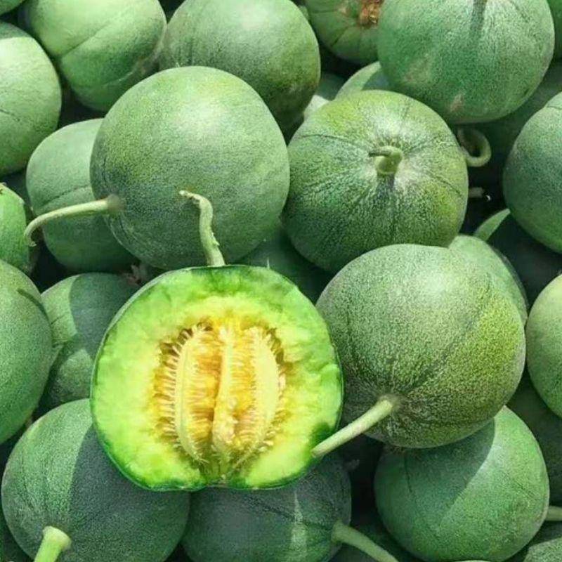 种植香瓜如何防止病虫害,广东香瓜几月份种植最好