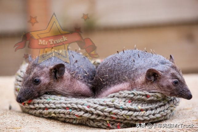 怎么养一只刺猬,新手养刺猬怎么跟它互动