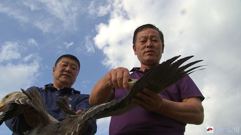 养鹅发家致富的经历,养鹅致富的大叔