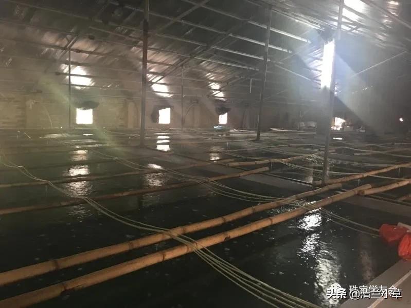 珍珠的知识图片大全,珍珠最全知识