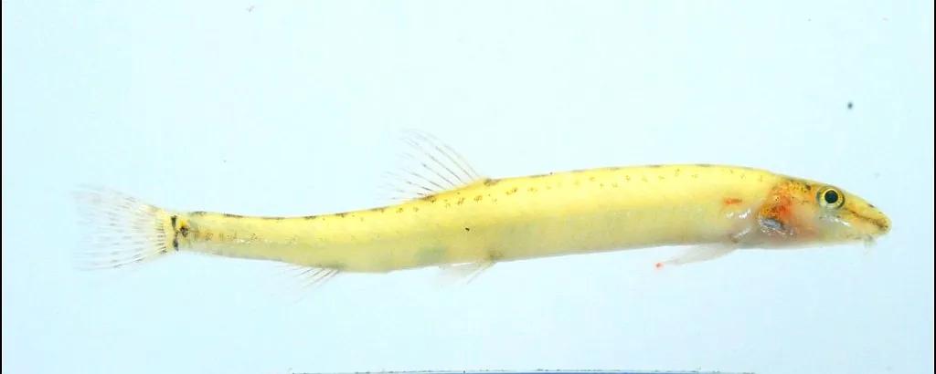 野生泥鳅品种图片大全大图,最大的泥鳅图片大全