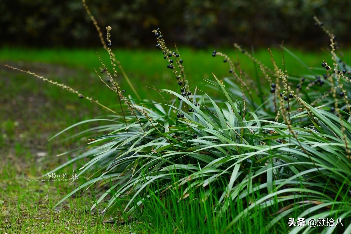 花园里的银边麦冬太好看，竟然被偷了|园丁