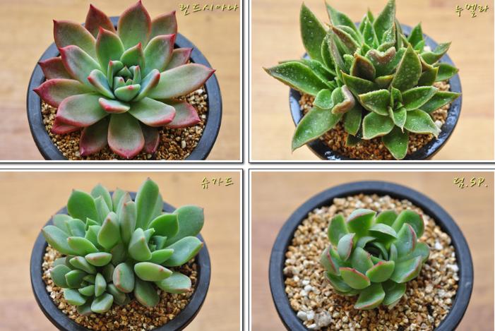 韩国多肉大全图片,多肉公主的图片