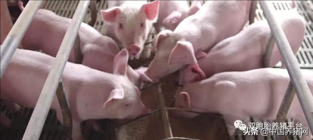 苗好、料好、服务好!全国养殖户都盯上了双胞胎的“公司+农户”