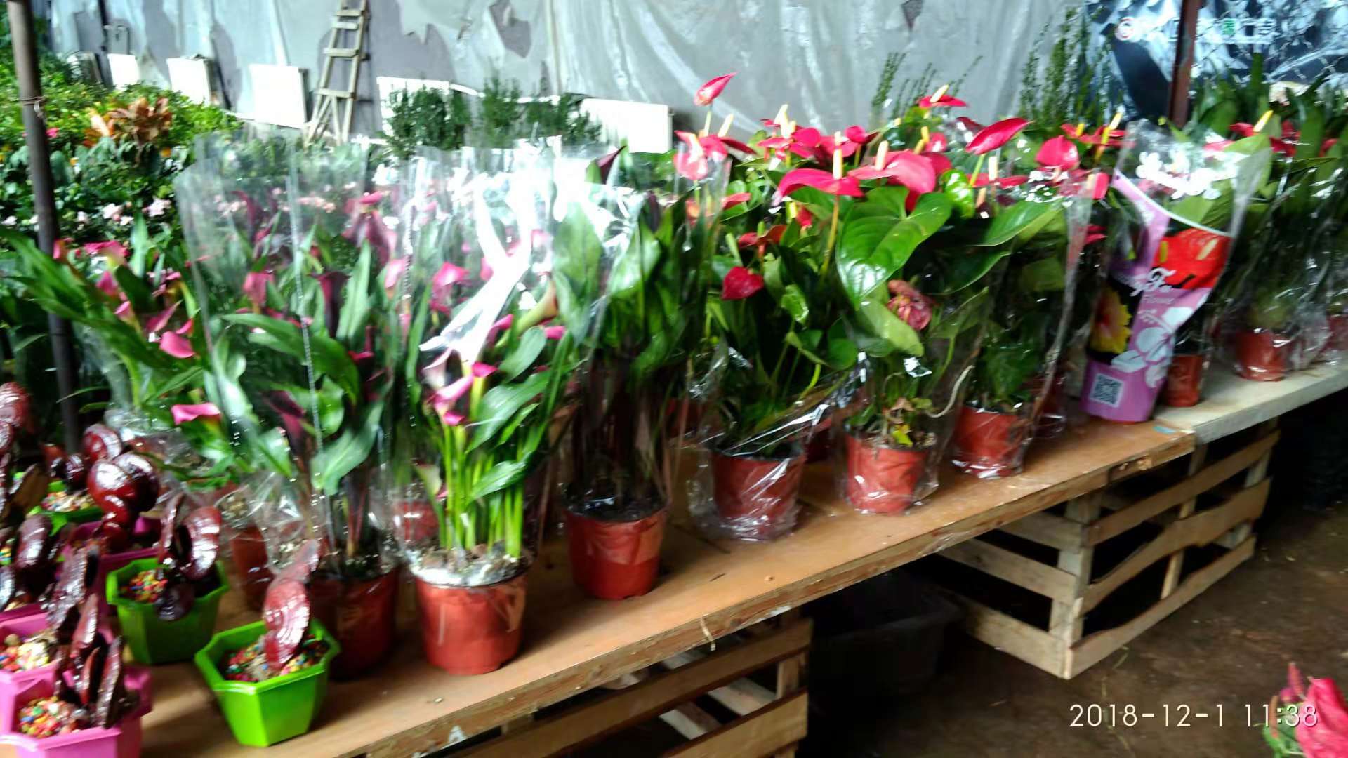 沈阳花卉市场扔花的地方,沈阳花卉市场