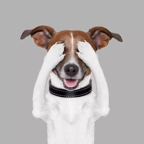 旺财的狗是哪样,什么是旺财狗10大旺财的狗