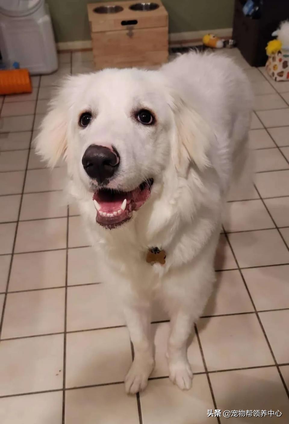 大白熊的奇怪行为,大白熊有多胆小