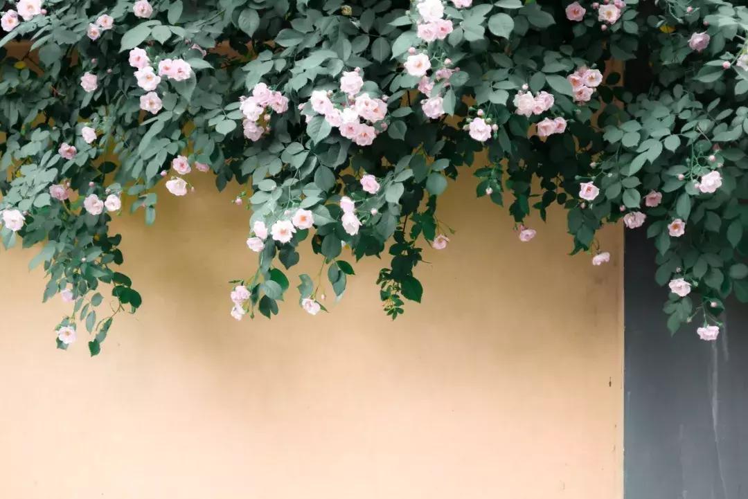 灵谷寺萤火虫7月,灵谷寺萤火虫目前还有吗