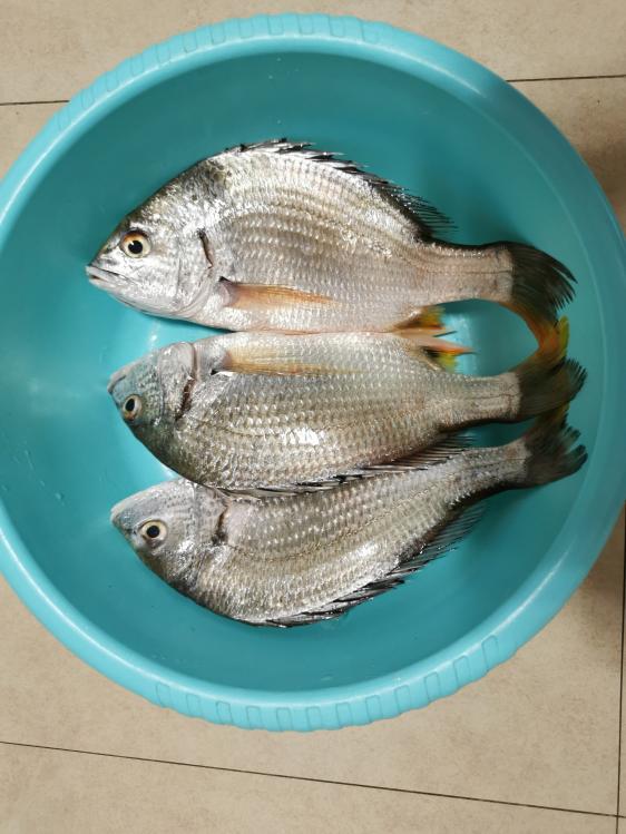 廉江龙营钓鱼视频,湛江市遂溪草潭码头钓鱼视频