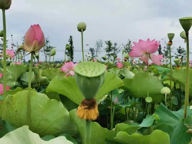 茌平文化笔记：谒战国高士鲁仲连祠【作者】胡春雨