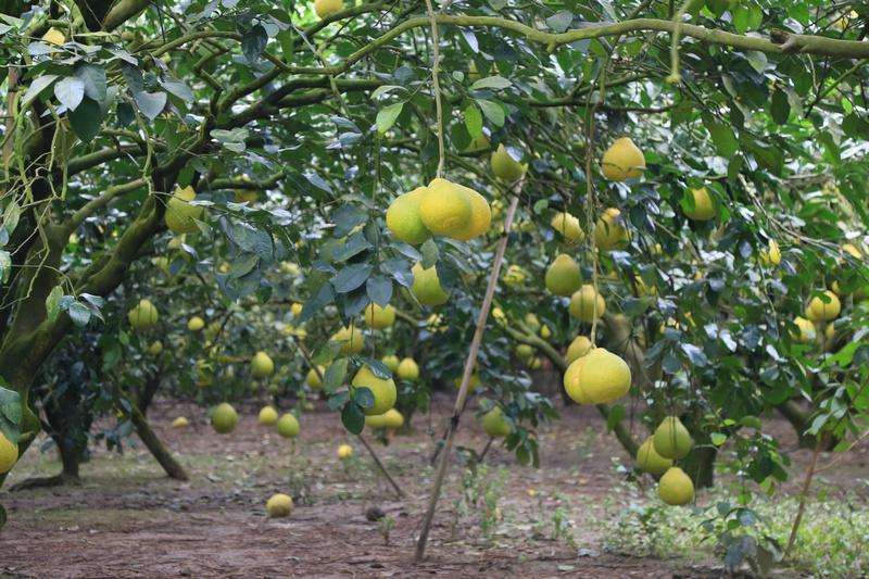 专业种植大树菠萝,种植菠萝收入高不高