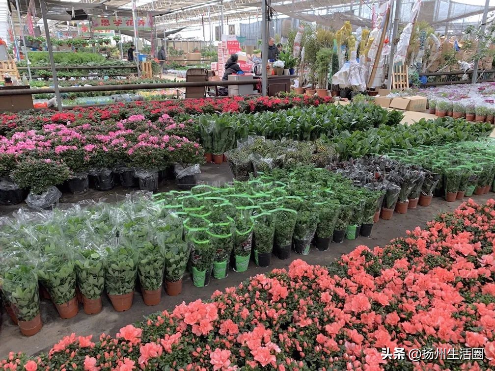 2元花盆批发,2元左右的花盆