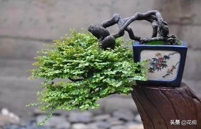 小叶紫檀的盆栽是真的么,小叶紫檀盆栽和黑骨茶盆栽的区别