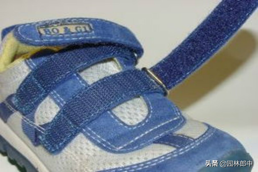 农村这种植物十分少见,农村这些植物你见过吗