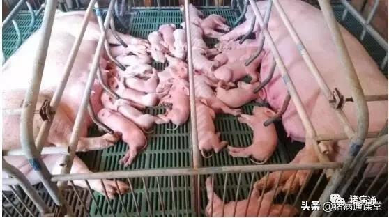 母猪初产时应注意哪些,母猪产仔的方法和注意事项