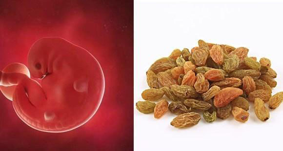 1-40周胎儿发育水果对比图,孕期1-40周胎儿图