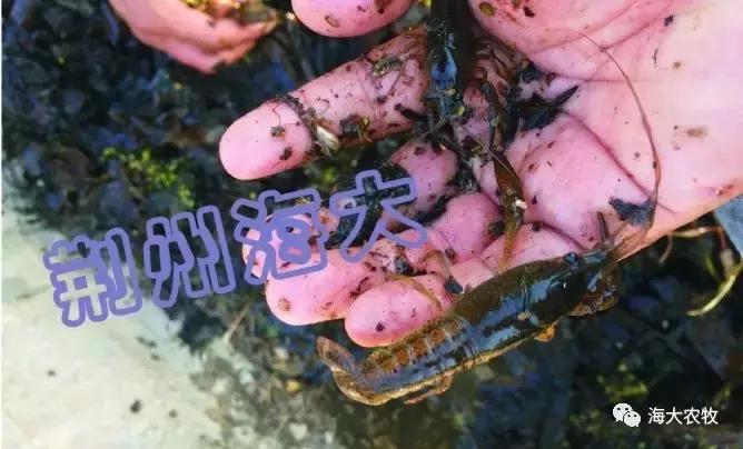 小龙虾虾苗养殖技术,小龙虾养殖怎么放苗