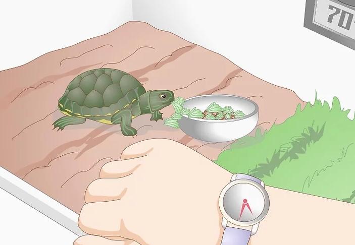 乌龟冬眠醒来不进食,乌龟不进食怎么办