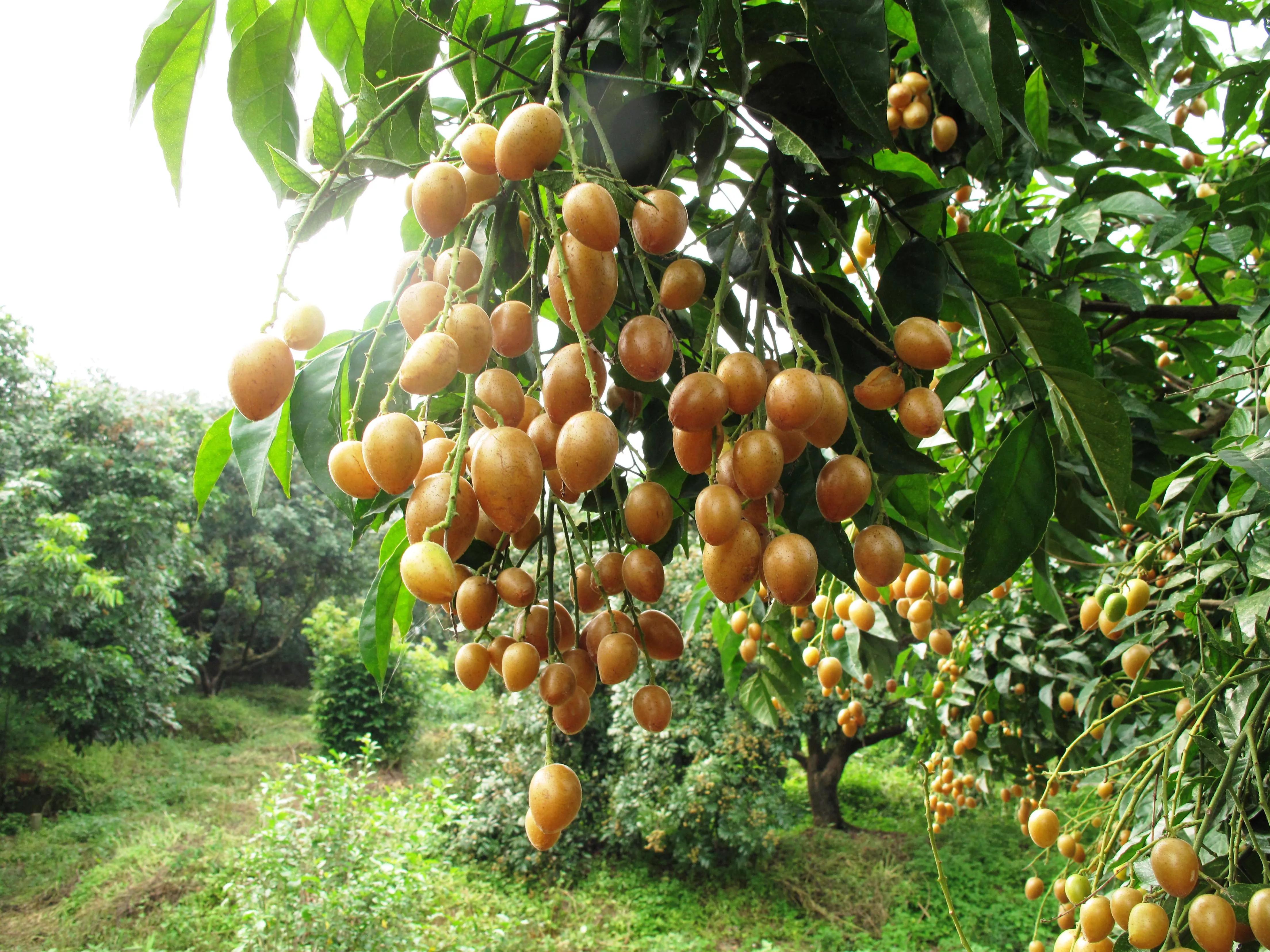 海南热带水果都有哪些,人心果是一种典型的热带水果