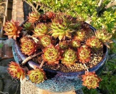 养多肉观音莲注意事项,养观音菩萨注意事项