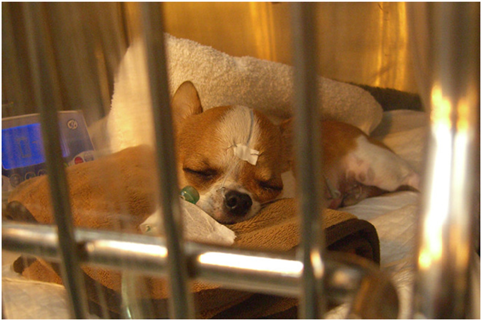 狗狗癫痫病发作怎么处理,狗狗癫癫的是什么原因