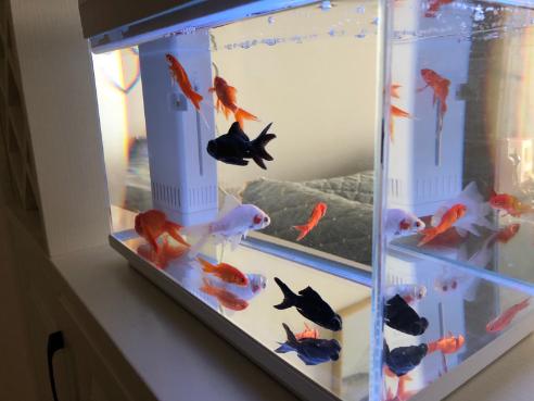 小米鱼缸补水器,小米养鱼神器