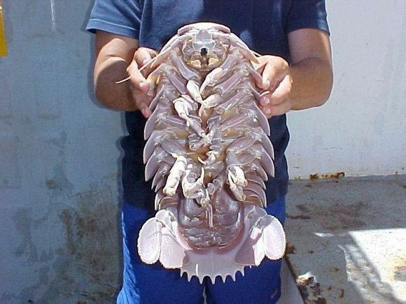 海鲜大全,最全海鲜冷知识