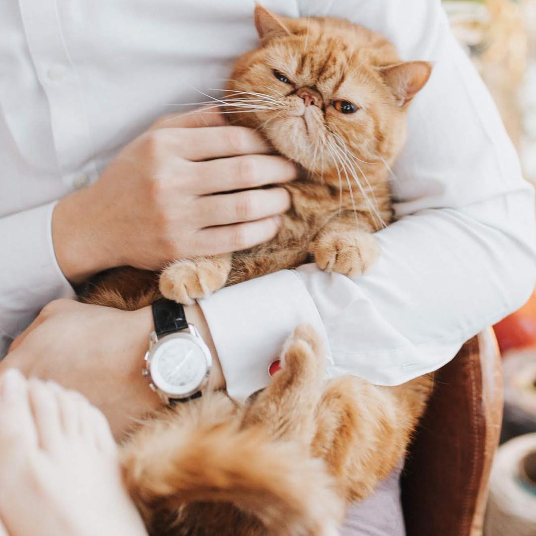 猫咪口臭怎么办4招减少90%烦恼,猫咪口臭原因有哪些