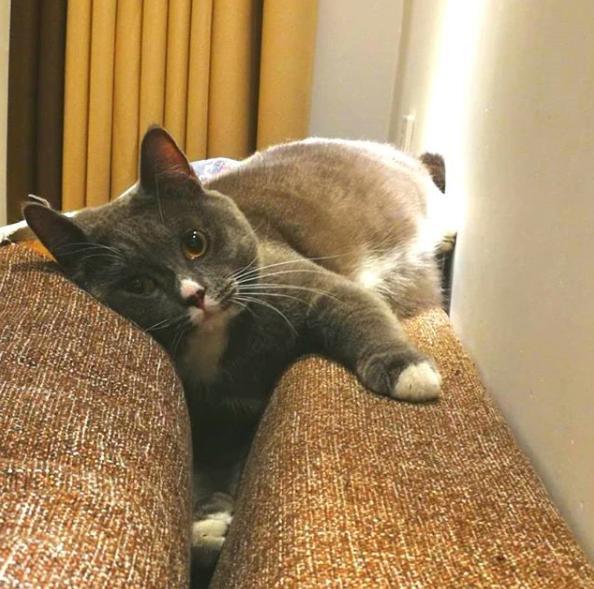 猫咪睡觉突然抽搐了一下是做梦吗,猫咪做梦抽搐