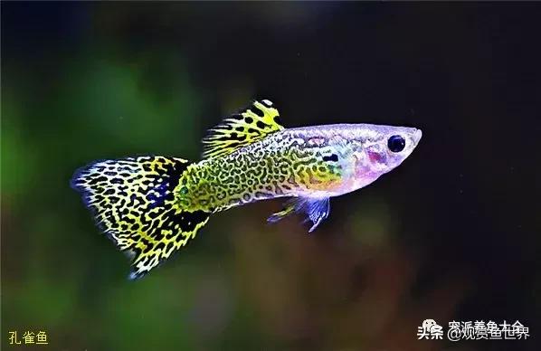 15个孔雀鱼品系图鉴绝美版,15个孔雀鱼品系图鉴