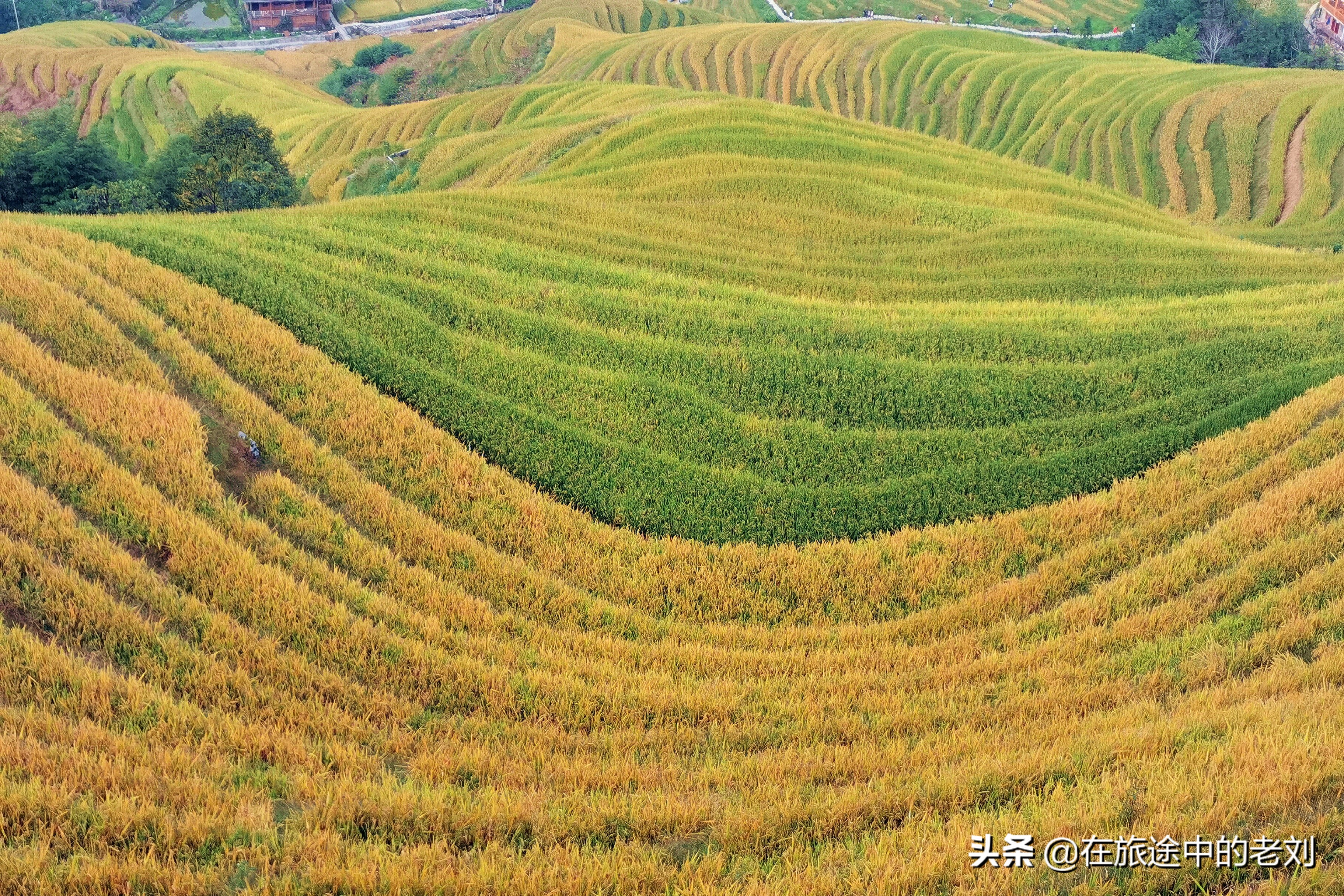 远赴龙脊大寨梯田，追逐今年最后的金黄——桂林七天游1