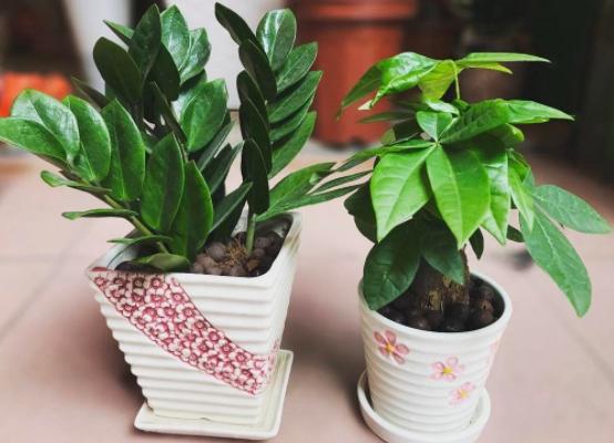 室内养花除甲醛最好最快的方法,客厅绿植大盆栽皮实好养活去甲醛