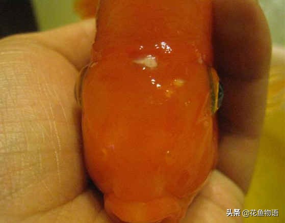 观赏鱼预防鱼病用盐还是用药,观赏鱼鱼病有哪些症状图片