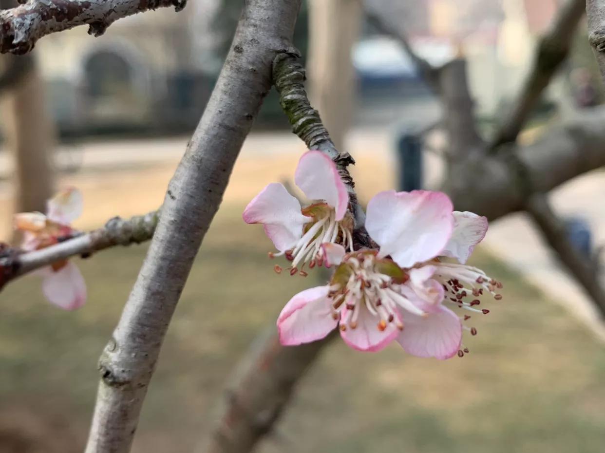 原创：初春，红色山桃惊喜开—为感谢好友赠送桃胶而作