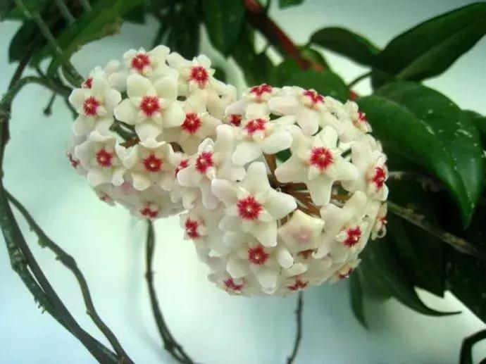 100种百花图谱大全,好书推荐快来领取你的宝藏书单