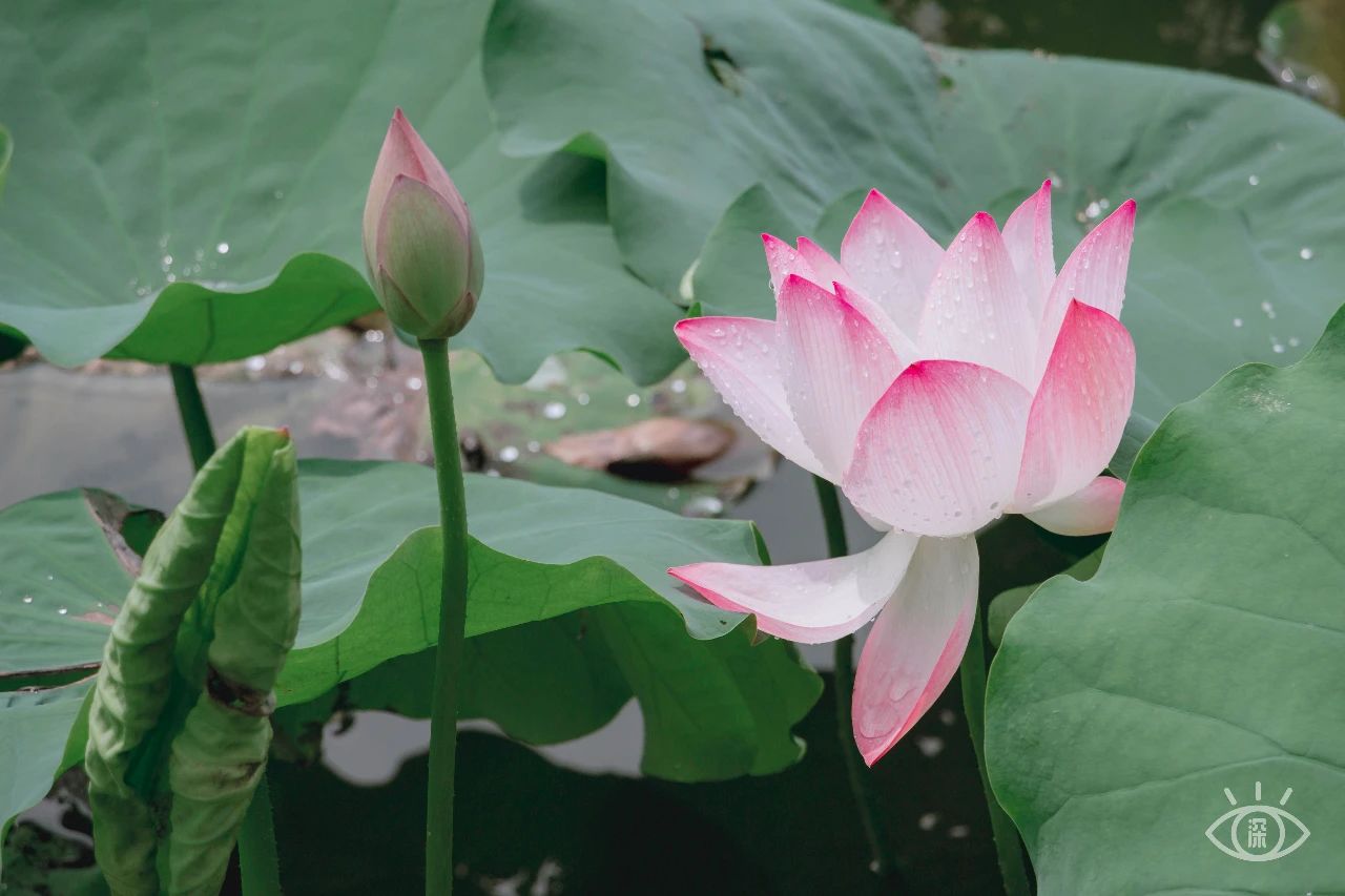 深圳洪湖公园7月18号还有荷花吗,深圳洪湖公园现在有荷花开吗