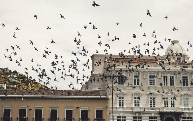 赛鸽大肠杆菌用活菌管用吗,养赛鸽技巧
