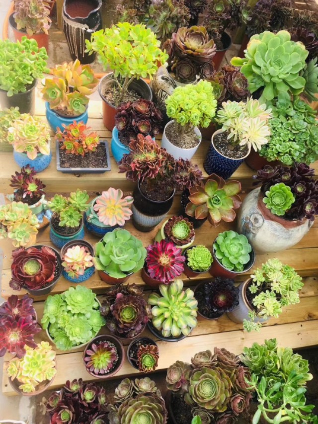 多肉得黑腐病无药可救？那是你不会处理，尽早手术还能延续生命