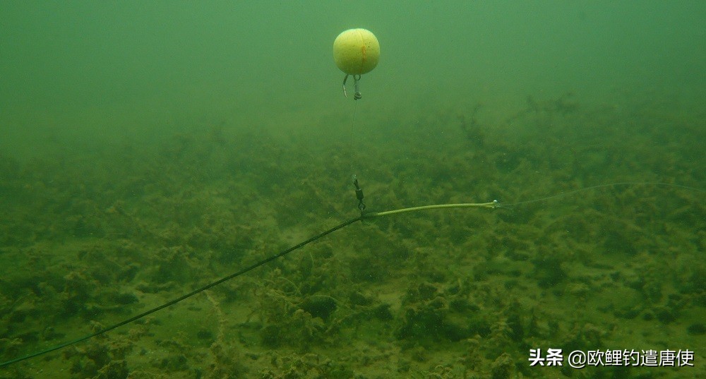 欧鲤钓钓组篇,欧鲤钓组和飞德钓组