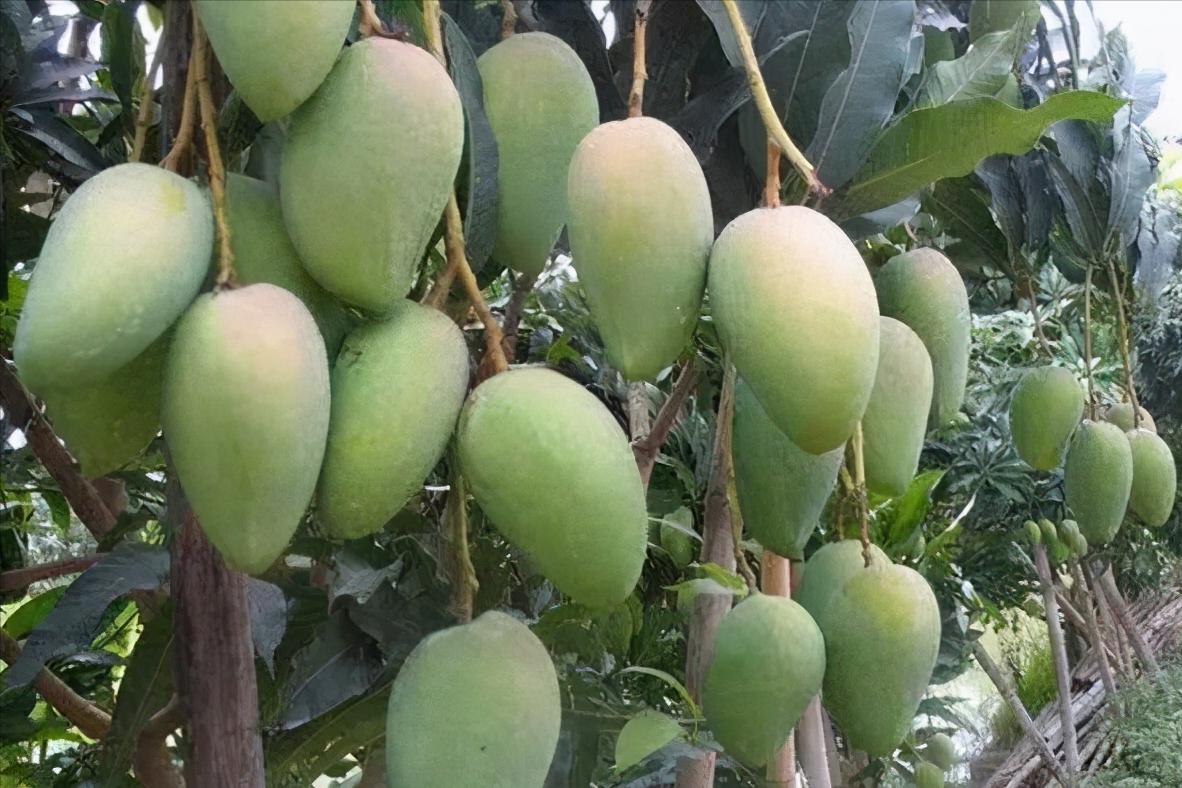 6大产地10种芒果大pk哪种最好吃,什么芒果4月份上市好吃