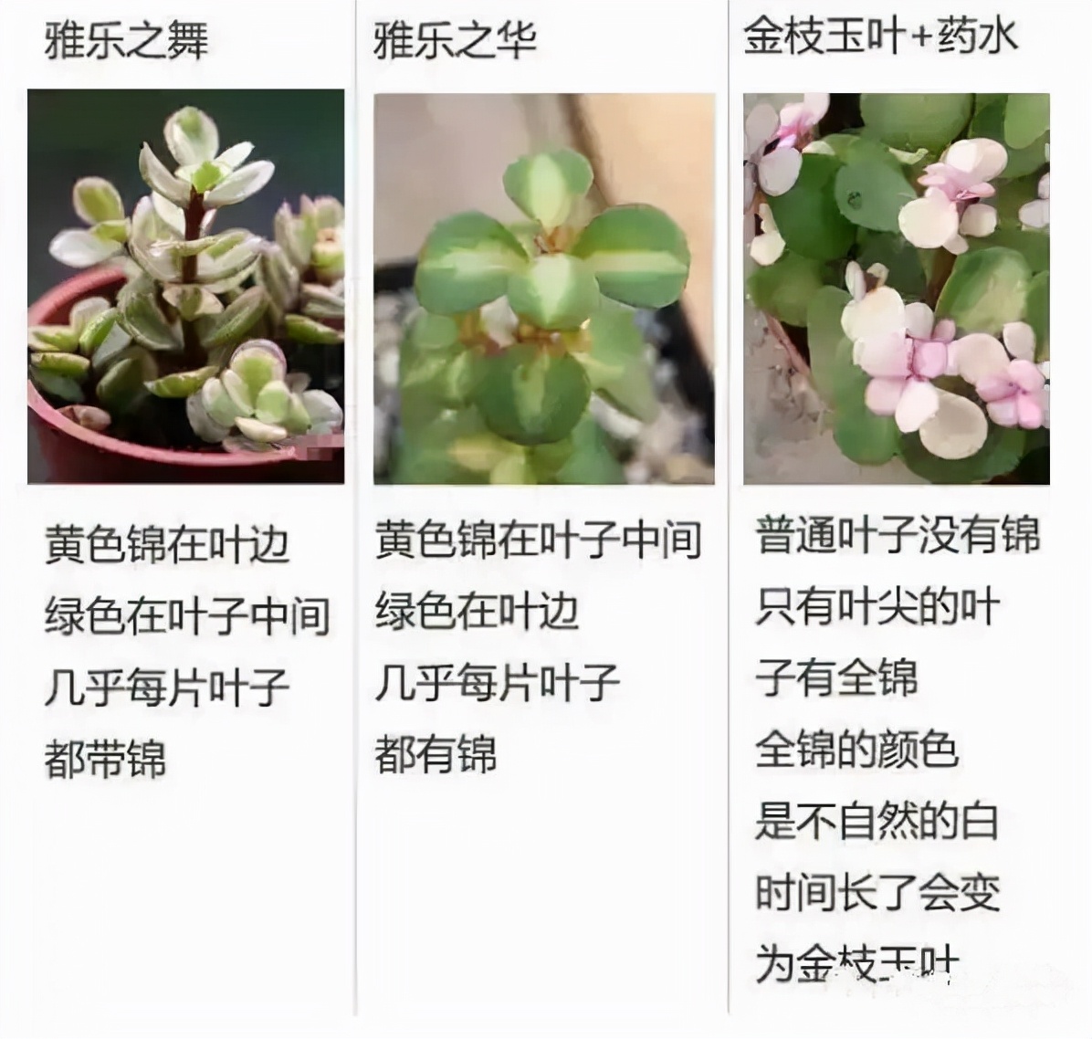 金枝玉叶的叶子一直干怎么回事,金枝玉叶叶子一碰就掉什么原因