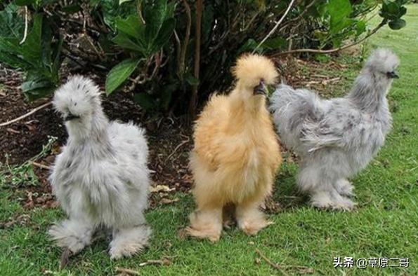 神奇动物在哪里盘点自然之最,盘点那些神奇动物