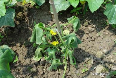 黄瓜萎蔫根量少是主因,黄瓜秧萎蔫怎么办