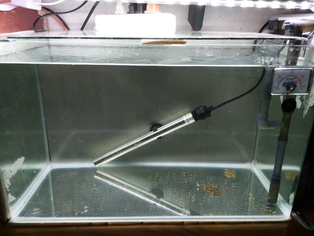 鱼缸里为什么老是出现气泡,鱼缸冒出小气泡